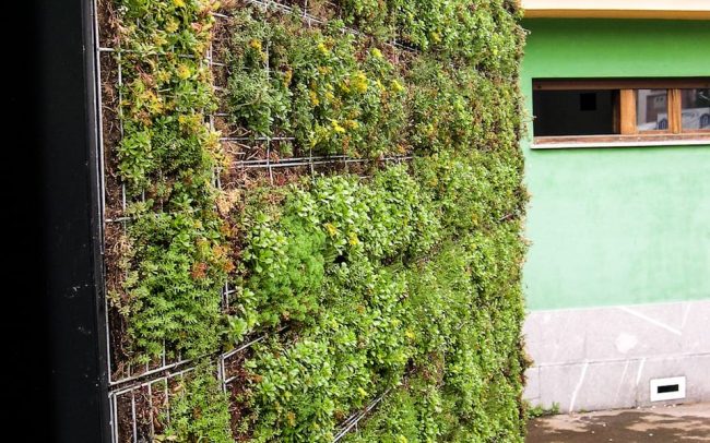 Fachada verde en punto de información turística de Colombres Asturias obra de Dolmen Arquitectos